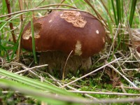 Stará Říše 2011