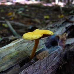 Šupinovka pařezová - Gymnopilus 