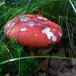 Holubinka sličná - Russula rosac