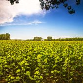 sunflowerfield1.jpg
