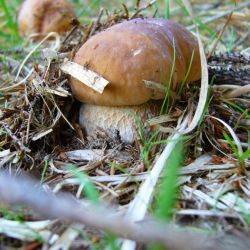 Hřib smrkový - Bolletus edulis