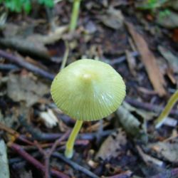 Helmovka - Mycena spp.