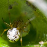 Snovačka pečující (Phylloneta impressa)