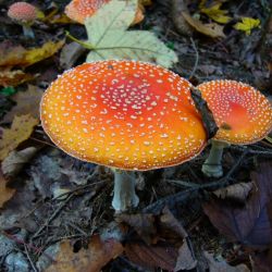 Muchomůrka červená - amanita mus
