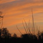 prochazka_16_01_2011_08.jpg