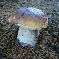Hřib smrkový - Bolletus edulis