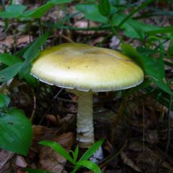 Muchomůrka zelená - amanita phal