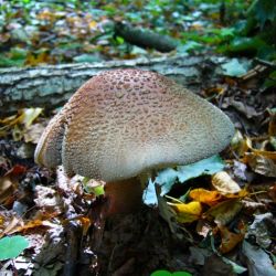 Muchomůrka růžovka - amanita eru