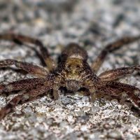 Listovník (Philodromus)