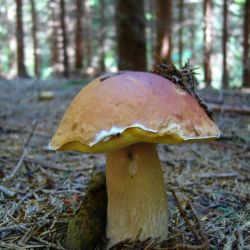 Hřib smrkový - Bolletus edulis