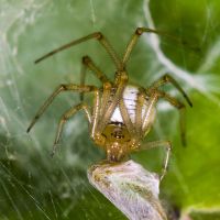 Snovačka pečující (Phylloneta impressa)