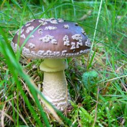 Muchomůrka šedivka - amanita spi