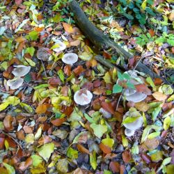 Strmělka mlženka - Clitocybe neb