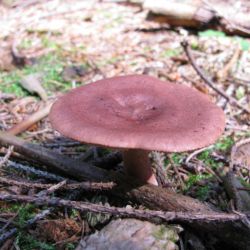Ryzec ryšavý - Lactarius rufus