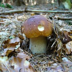 Hřib smrkový - Bolletus edulis