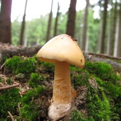 Muchomůrka šafránová (Amanita crocea)