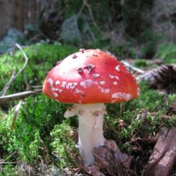 Muchomůrka červená - Amanita muscaria