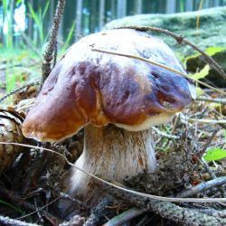 Hřib smrkový - Bolletus edulis